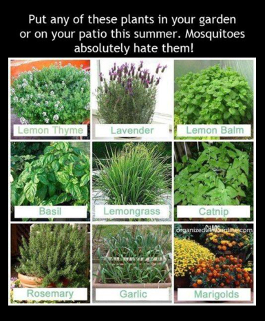 MosquitoPlants.jpg