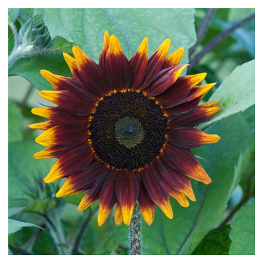 Sunflower.jpg